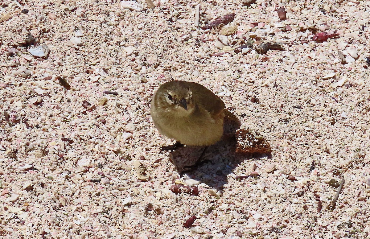 ハイイロムシクイフィンチ - ML646457365