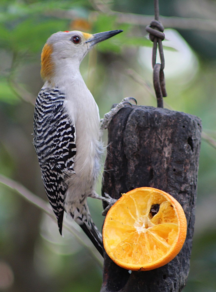 datel zlatočelý - ML646457366