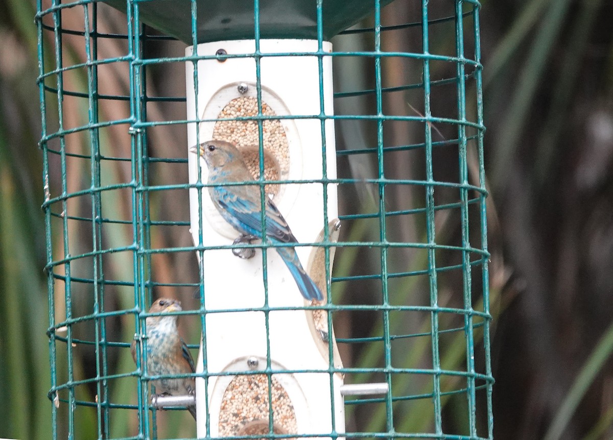 Indigo Bunting - ML646457368