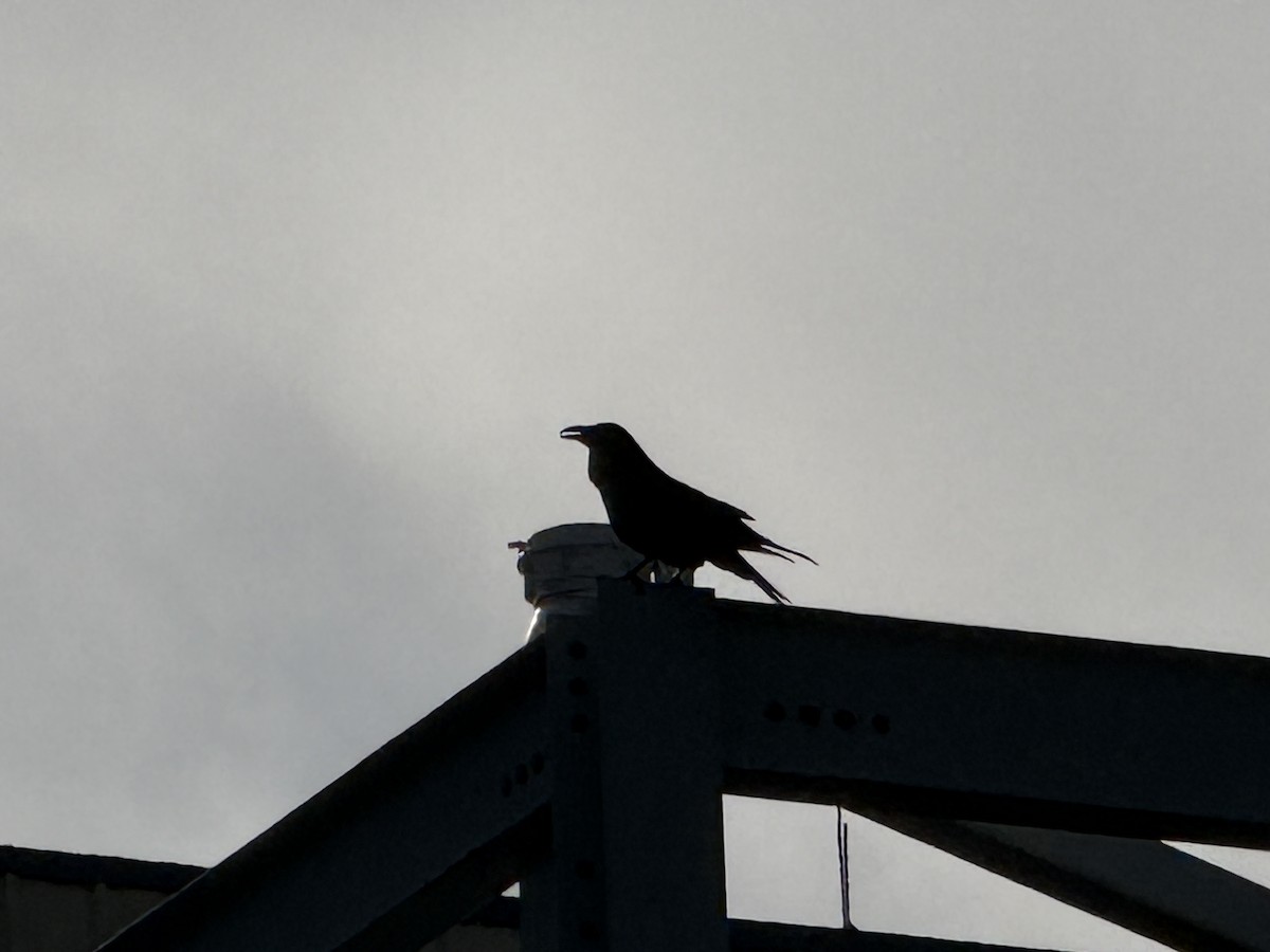 Common Raven - ML646457371