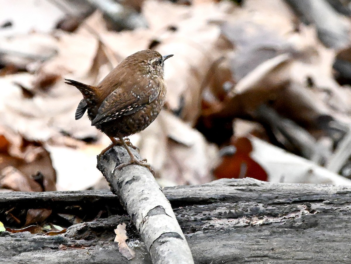 střízlík kanadský - ML646457382