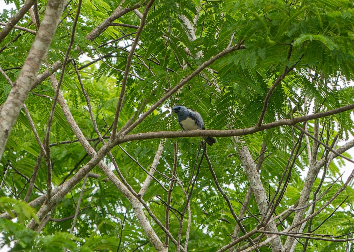 White-bellied Tanager - ML646457383
