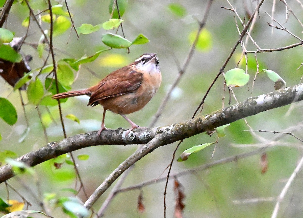 střízlík karolínský - ML646457385