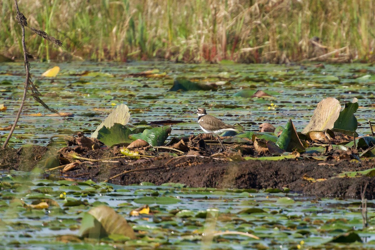 Killdeer - ML646457387