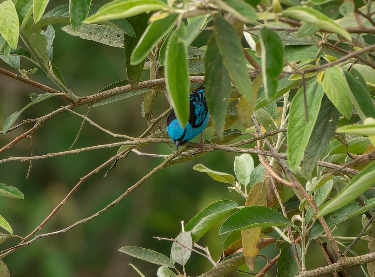 Blue Dacnis - ML646457388