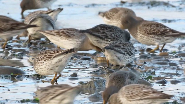 三趾濱鷸 - ML646457389