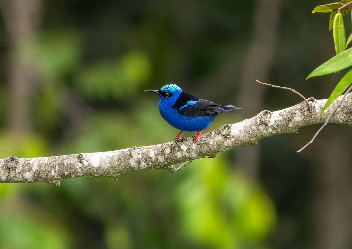 Red-legged Honeycreeper - ML646457392