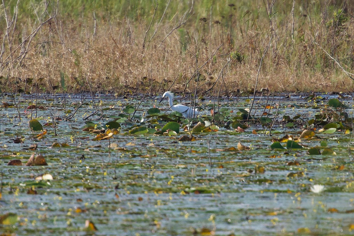 Snowy Egret - ML646457398