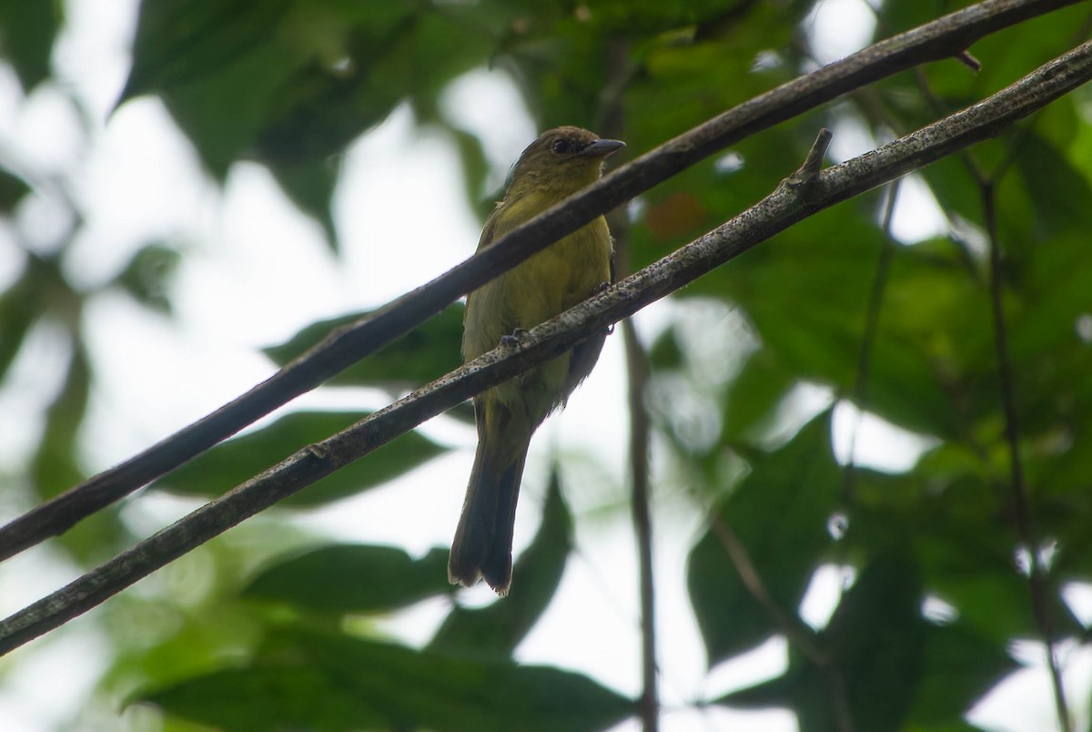 Yellow-backed Tanager - ML646457400