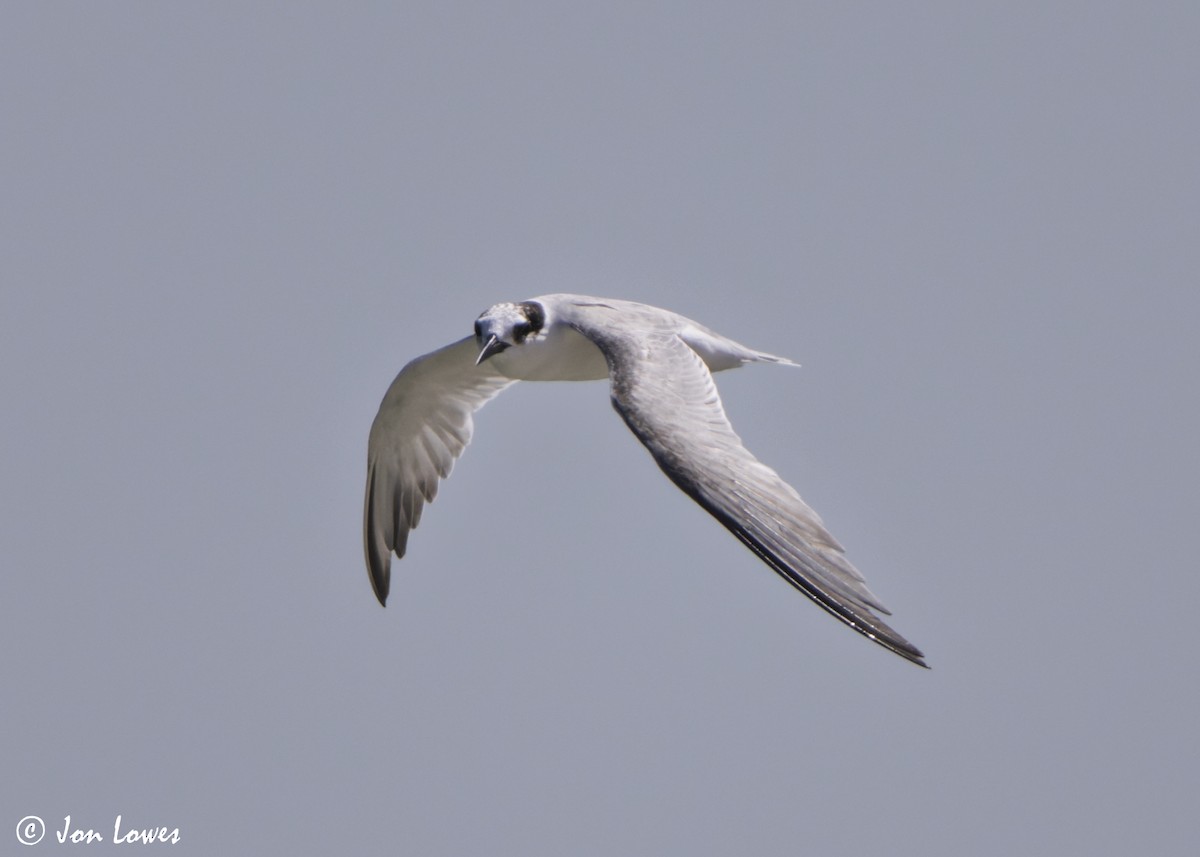 שחפית גמדית - ML646457401