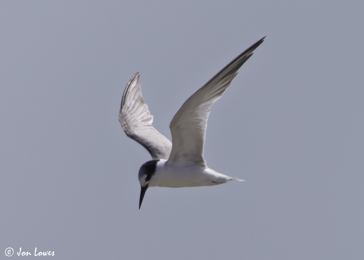 שחפית גמדית - ML646457403