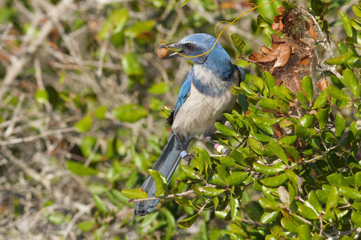 Florida Scrub-Jay - ML646457407