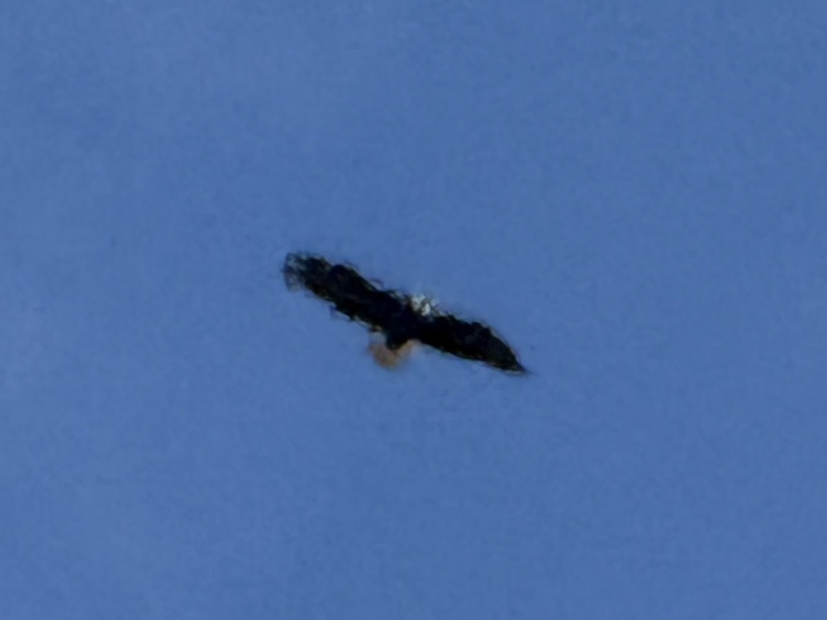Bald Eagle - ML646457412