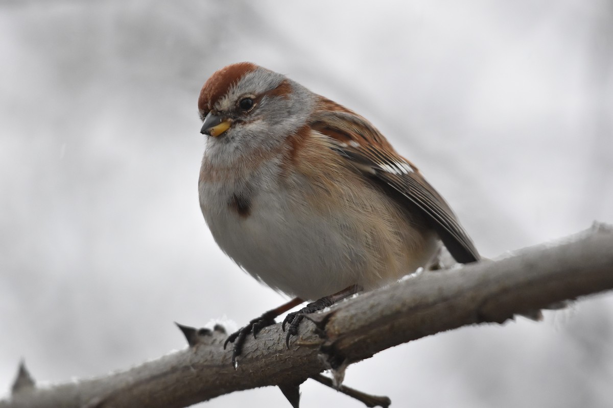 Пасовник північний - ML646457414
