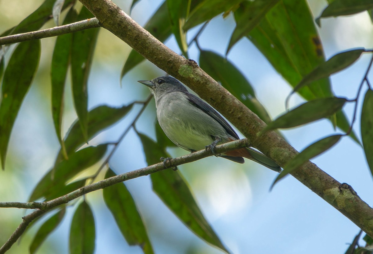 Chestnut-vented Conebill - ML646457415