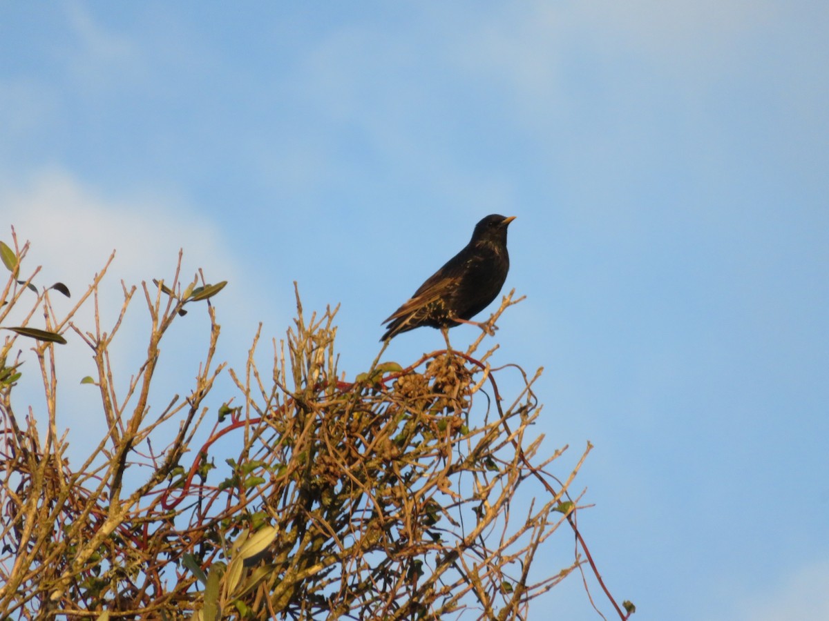 歐洲椋鳥 - ML646457416