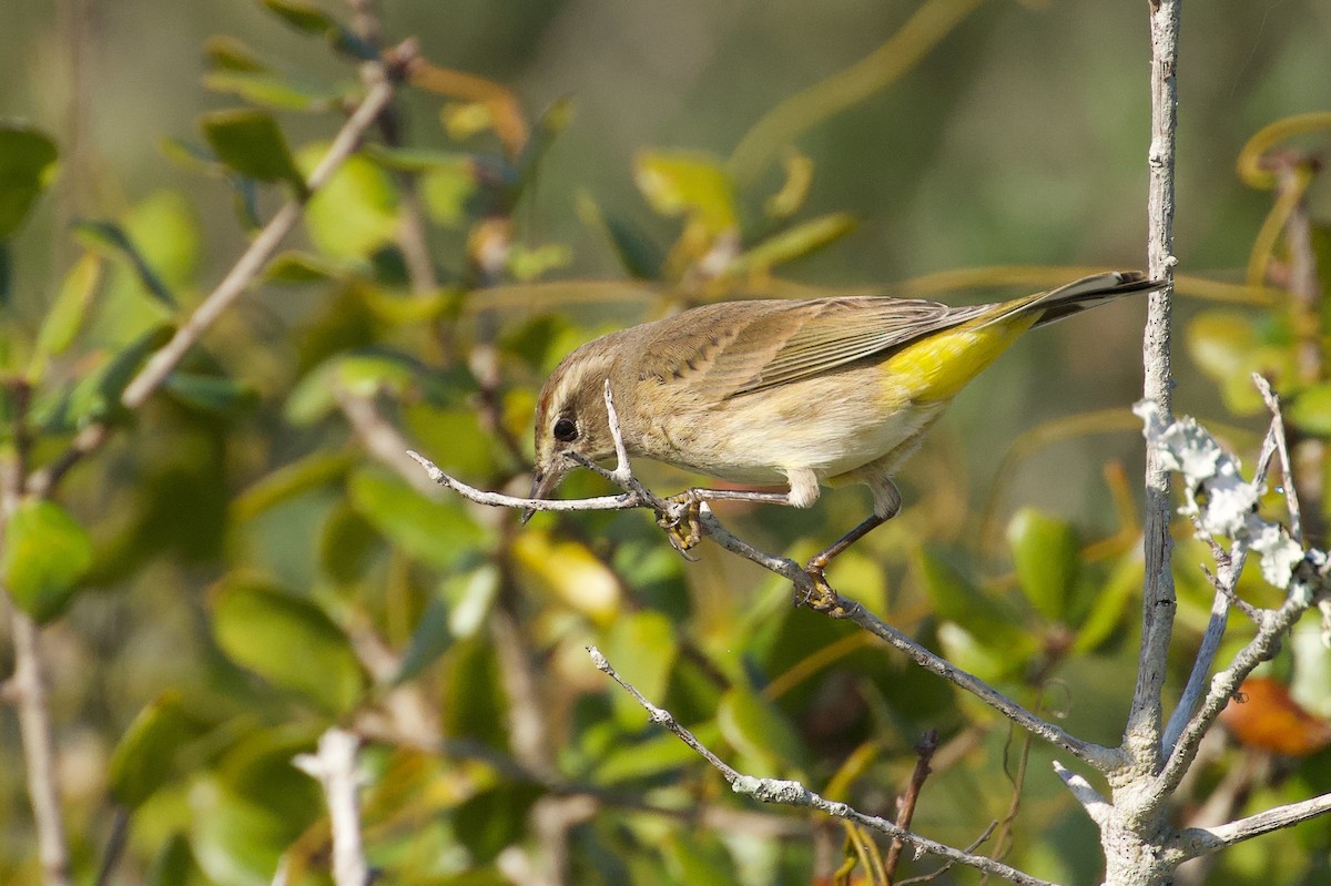 Palm Warbler - ML646457417