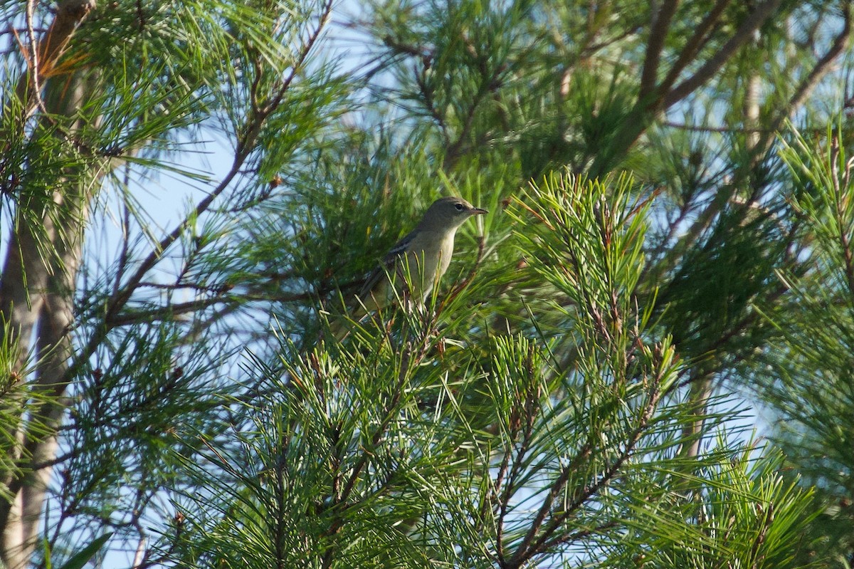 Pine Warbler - ML646457421