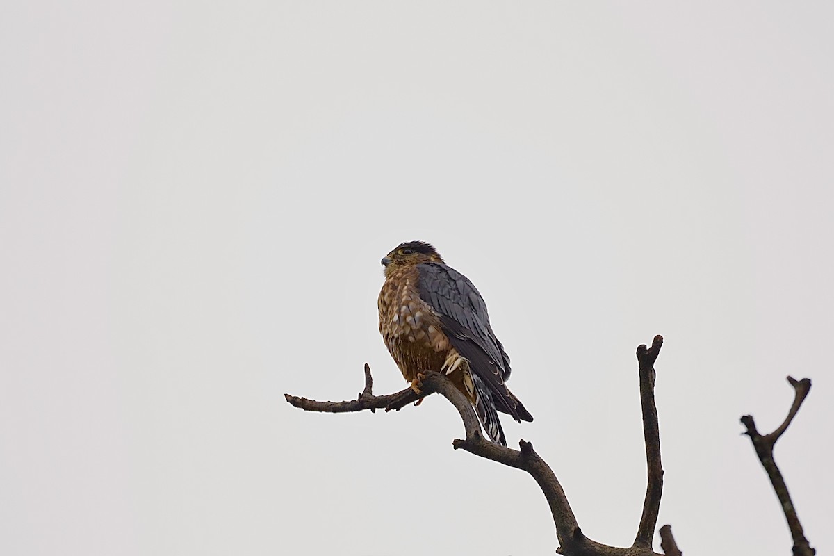 灰背隼 - ML646457424