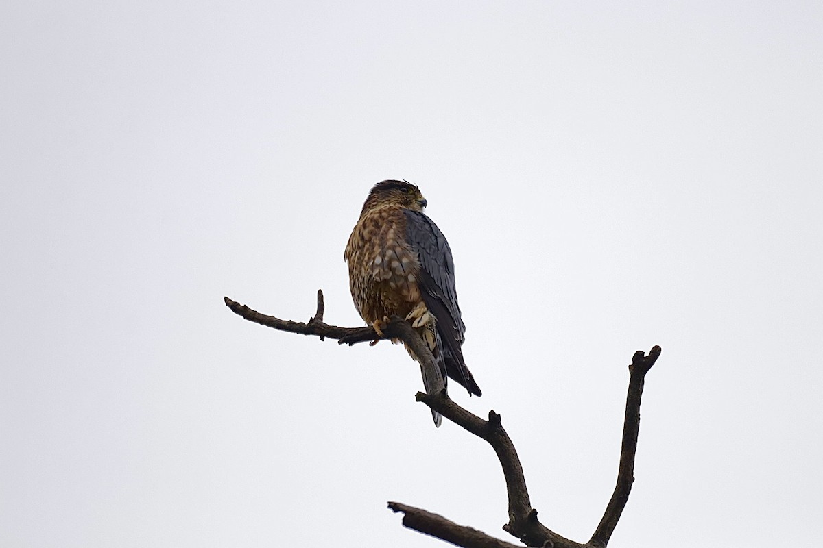 灰背隼 - ML646457425