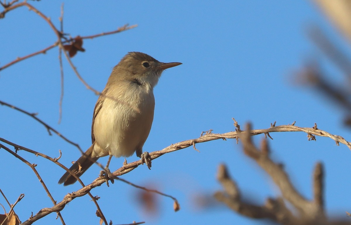שיחנית מערבית - ML646457426