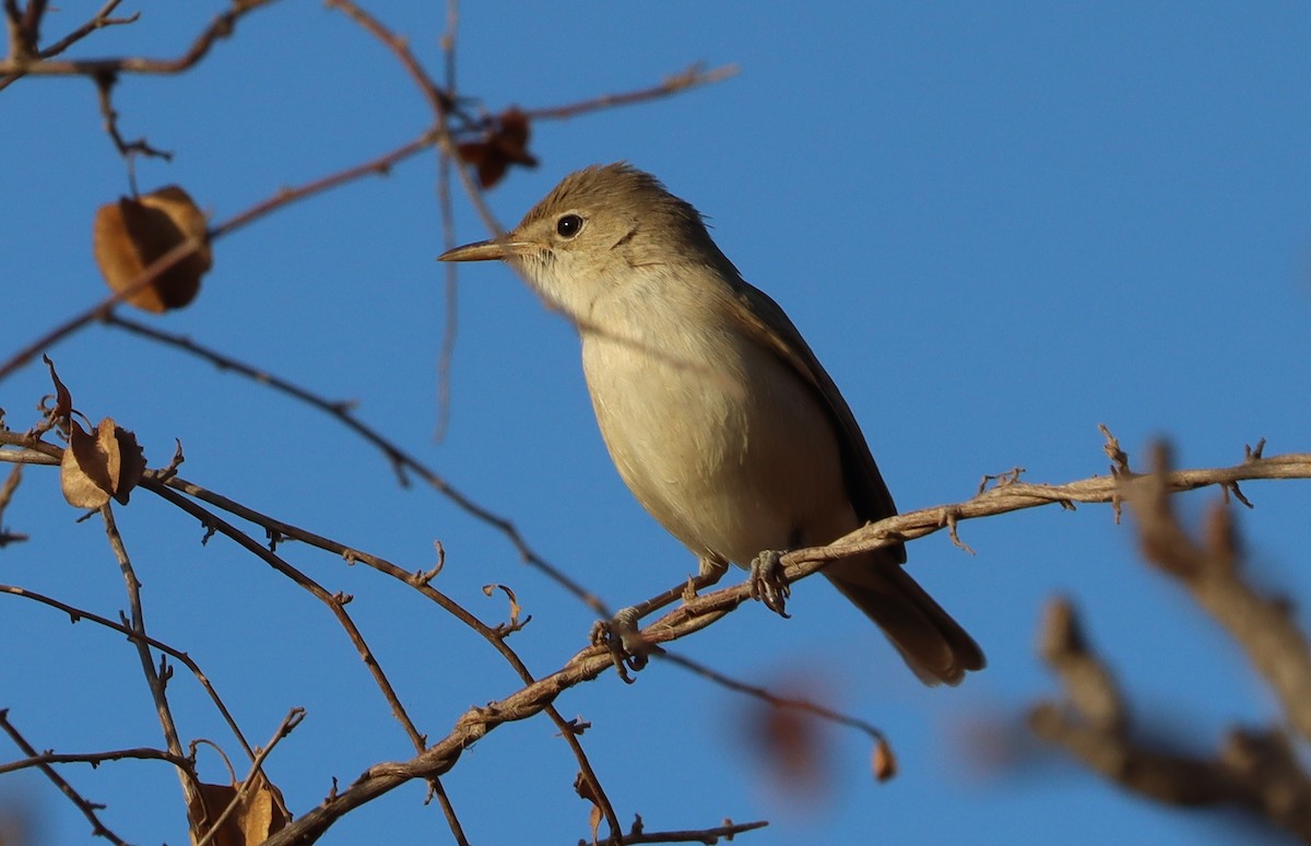 שיחנית מערבית - ML646457427