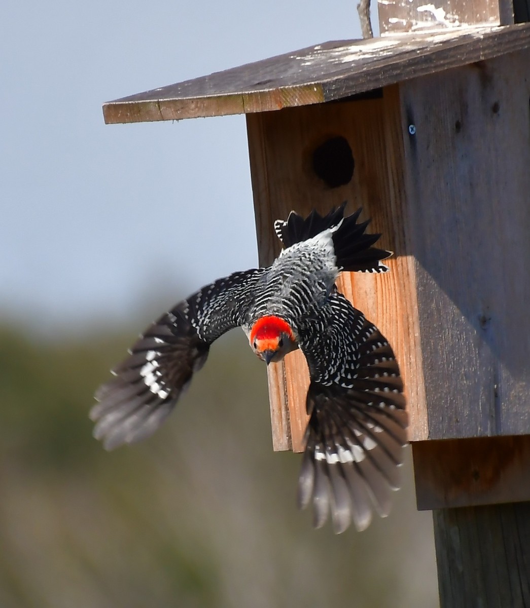 Red-bellied Woodpecker - ML646457434