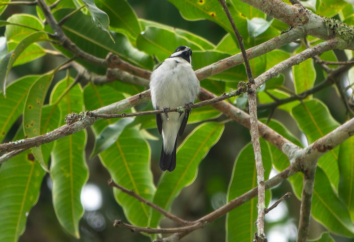 Lined Seedeater - ML646457435