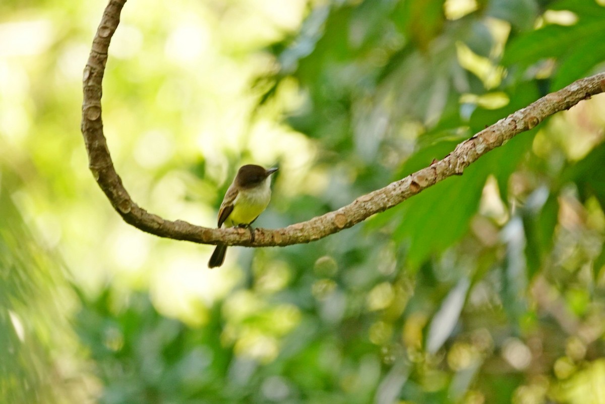 Sad Flycatcher - ML646457440