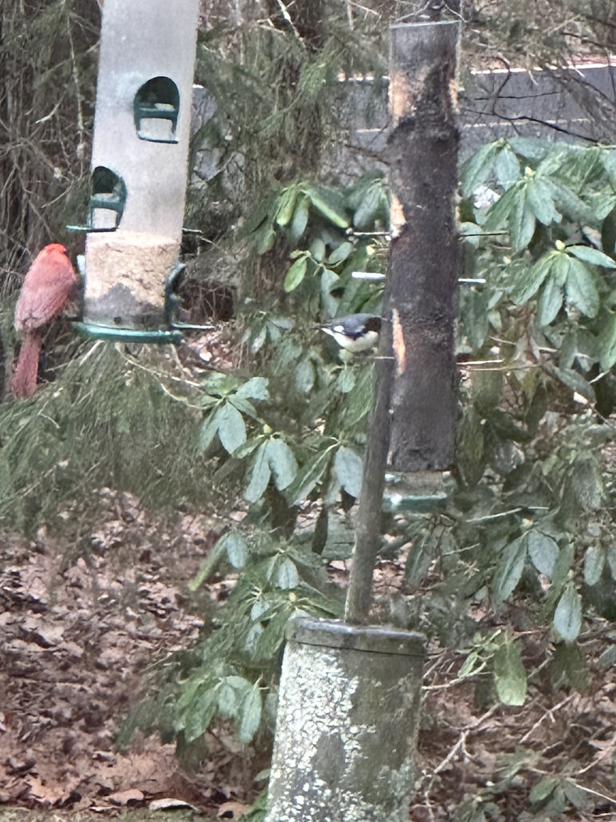 Black-throated Blue Warbler - ML646457441