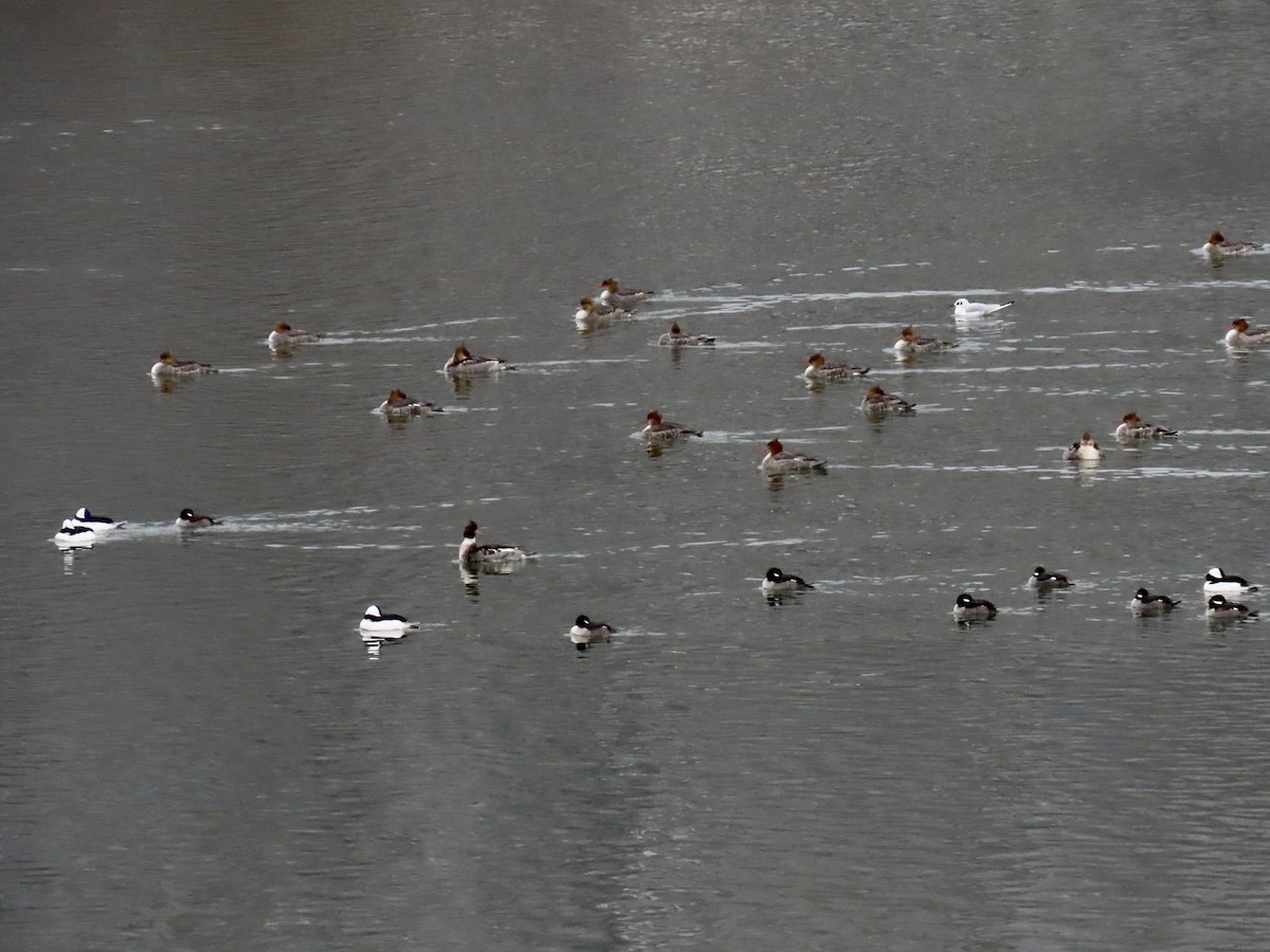Red-breasted Merganser - ML646457447