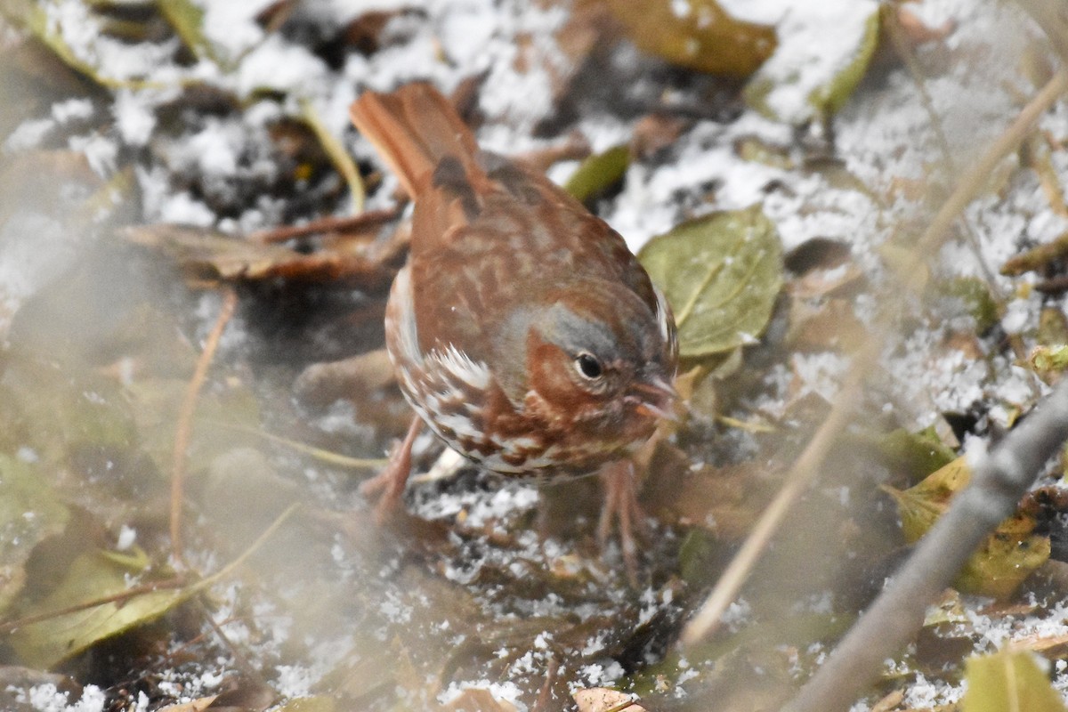 Fox Sparrow - ML646457453