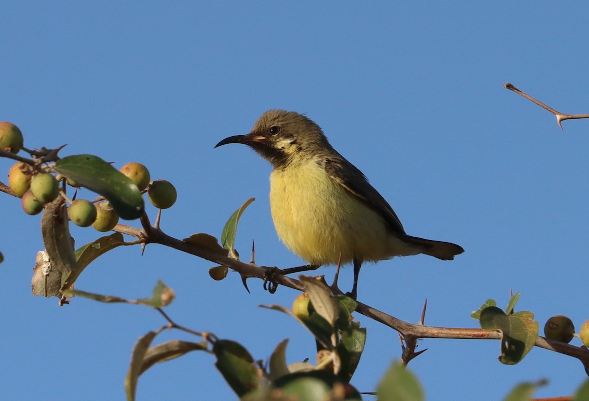 Beautiful Sunbird - ML646457456