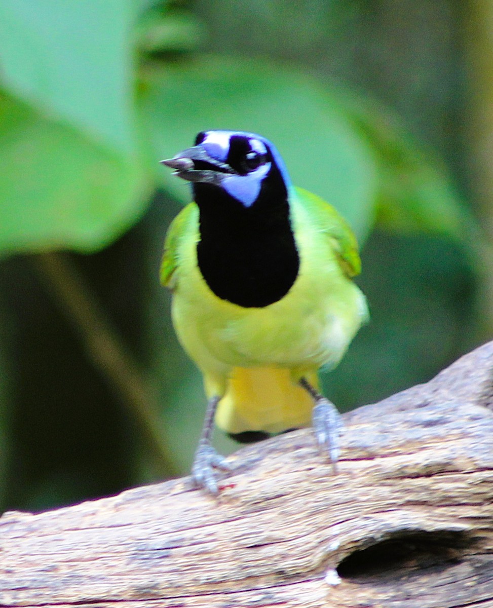 Yeşil Karga - ML646457457