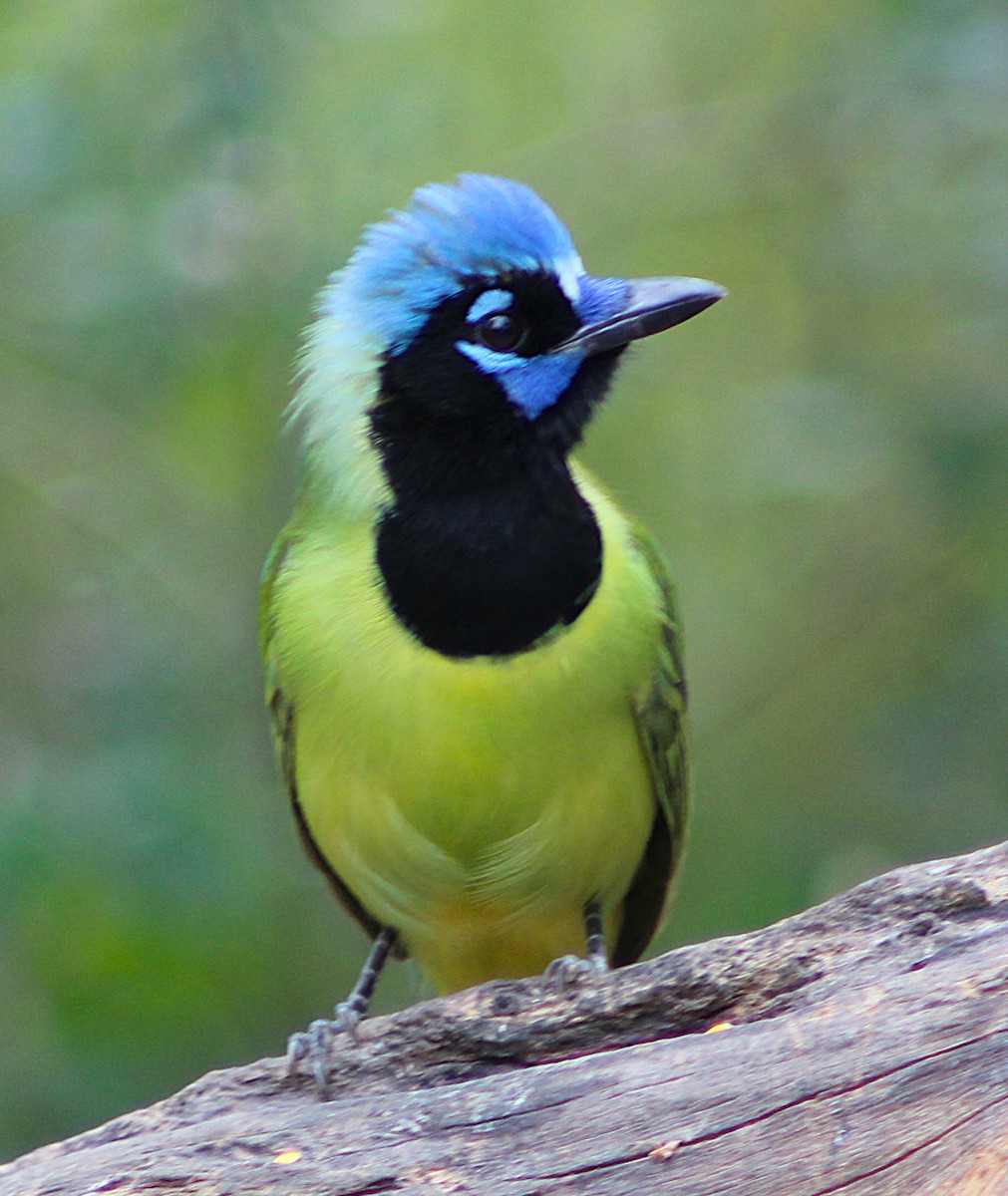 Yeşil Karga - ML646457458