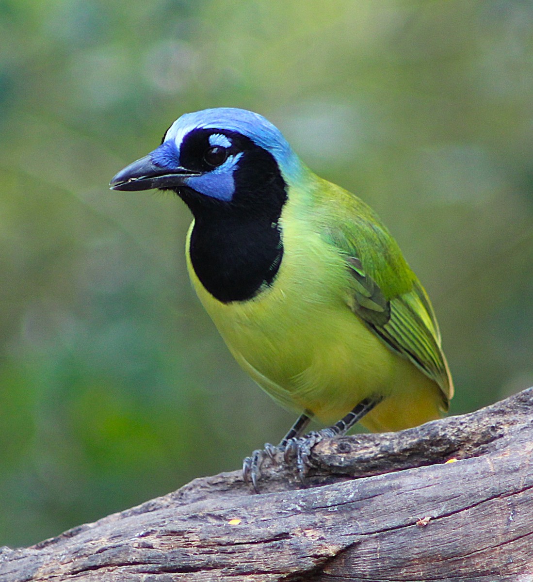 Yeşil Karga - ML646457459