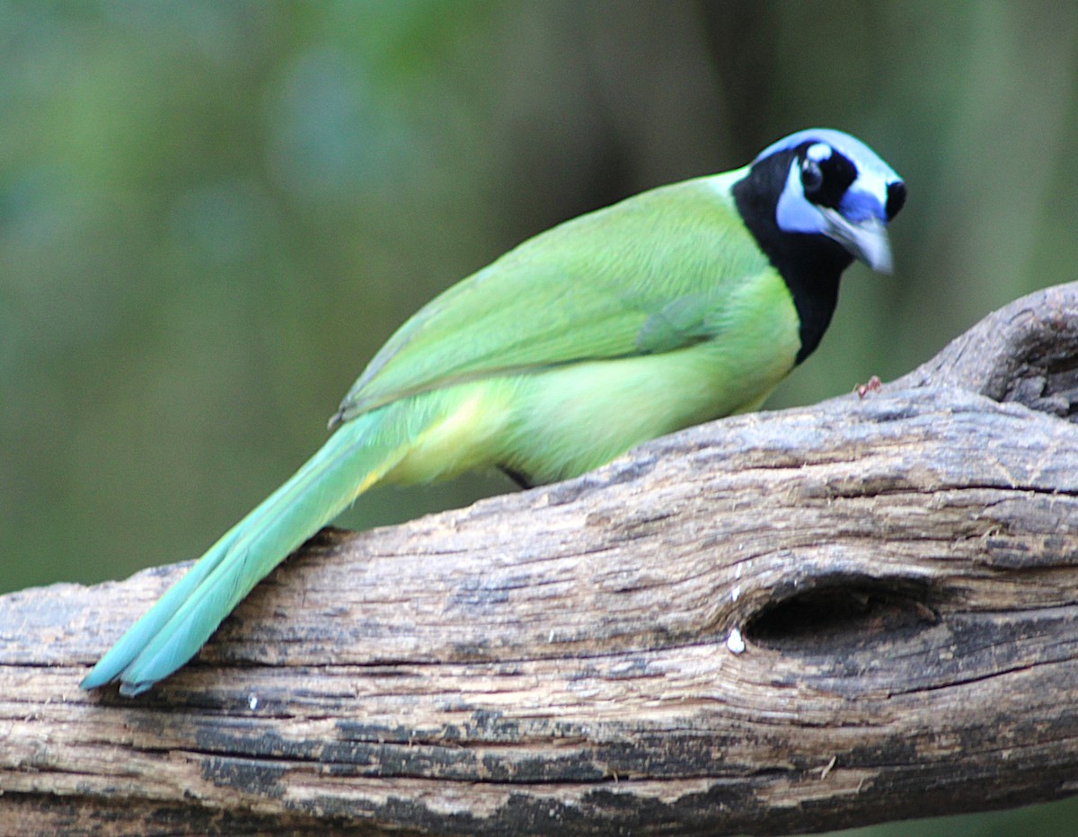 Yeşil Karga - ML646457460