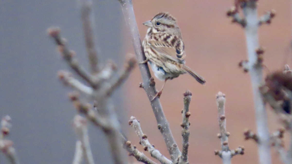Song Sparrow (melodia/atlantica) - ML646457461
