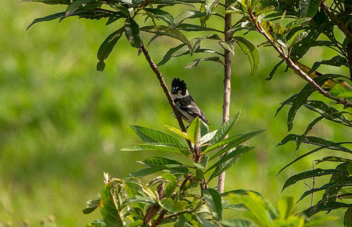 Rusty-collared Seedeater - ML646457462