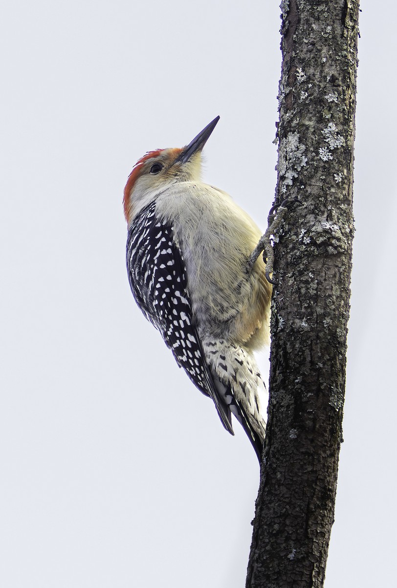 Red-bellied Woodpecker - ML646457465