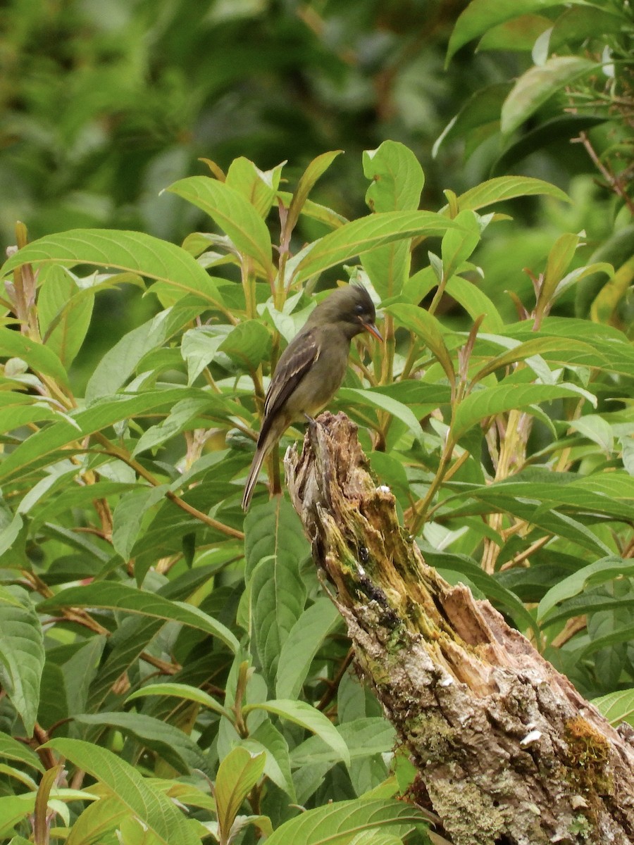 Dark Pewee - ML646457466