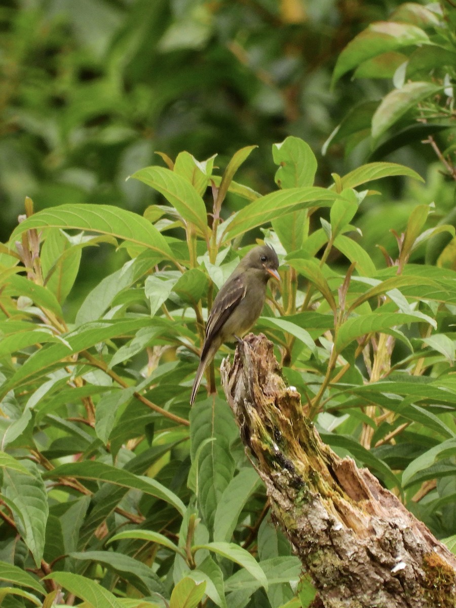 Dark Pewee - ML646457467