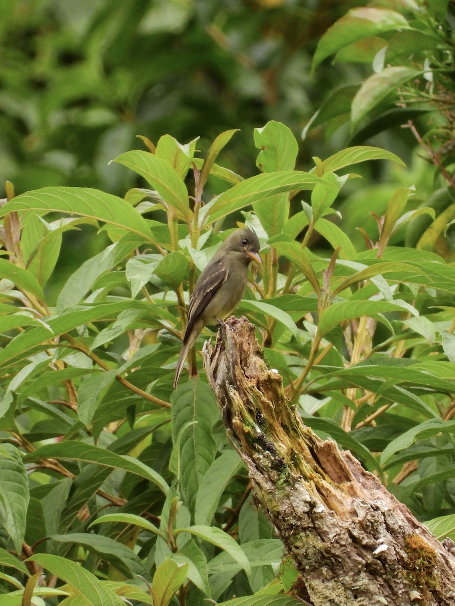 Dark Pewee - ML646457468