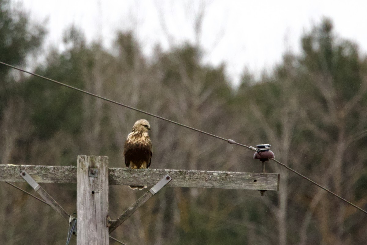 Rough-legged Hawk - ML646457471