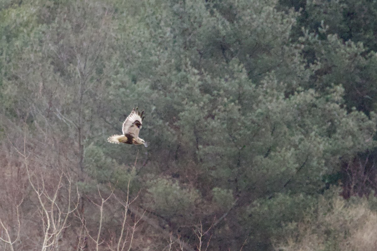 Rough-legged Hawk - ML646457472