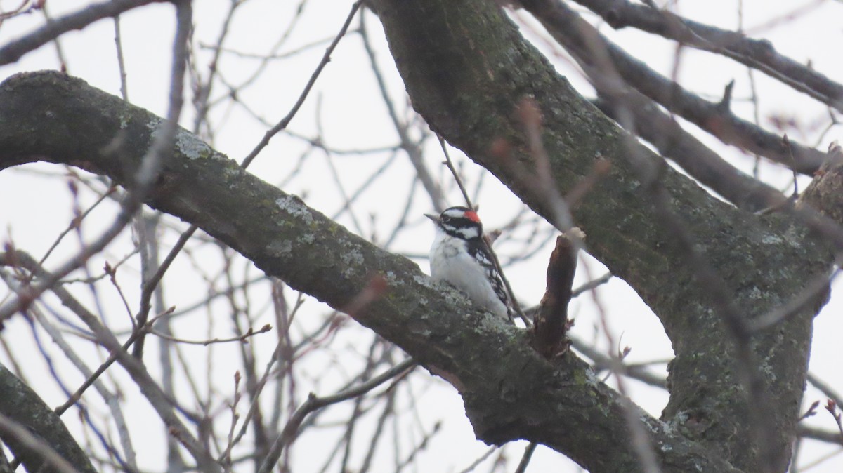 Downy Woodpecker (Eastern) - ML646457482