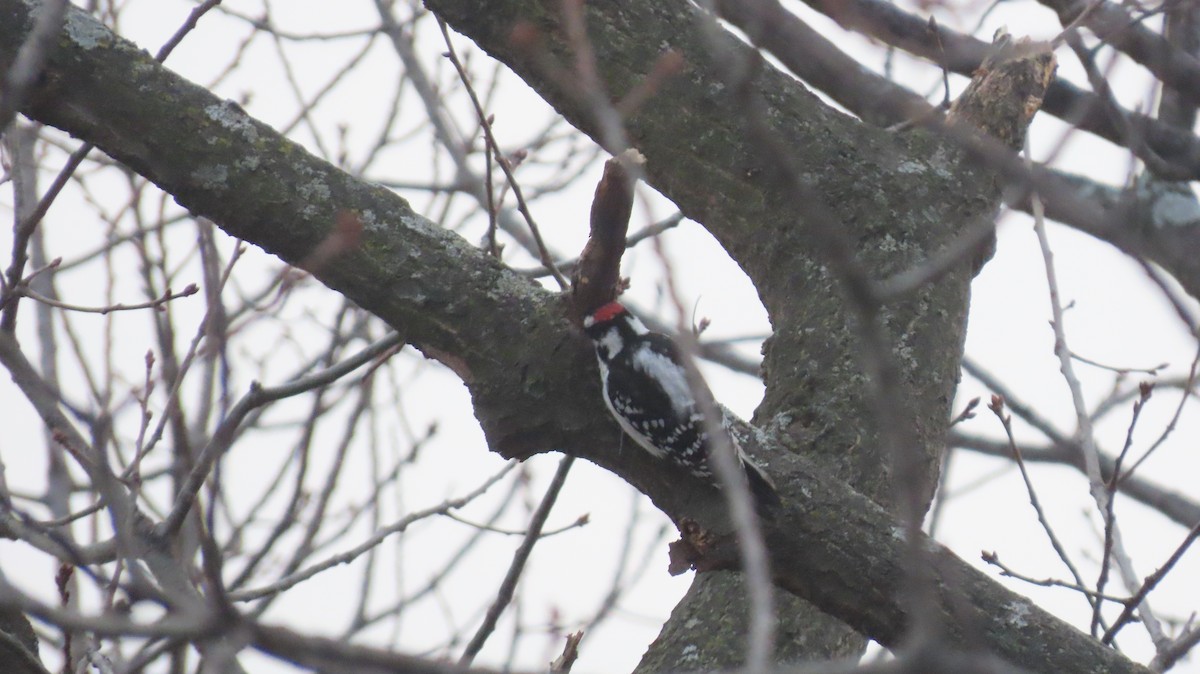 Downy Woodpecker (Eastern) - ML646457485
