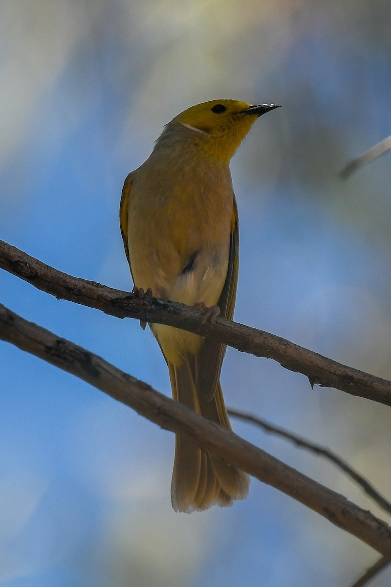 White-plumed Honeyeater - ML646457486
