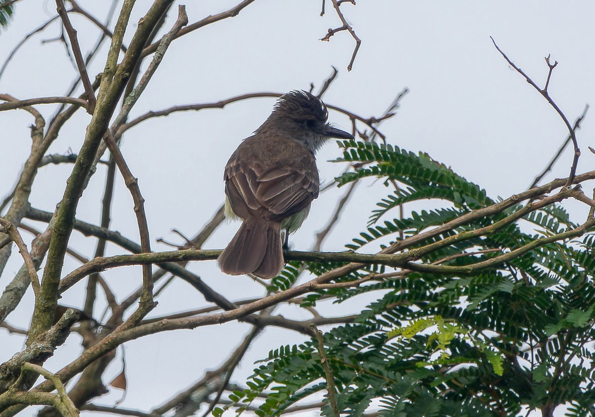 Short-crested Flycatcher - ML646457487