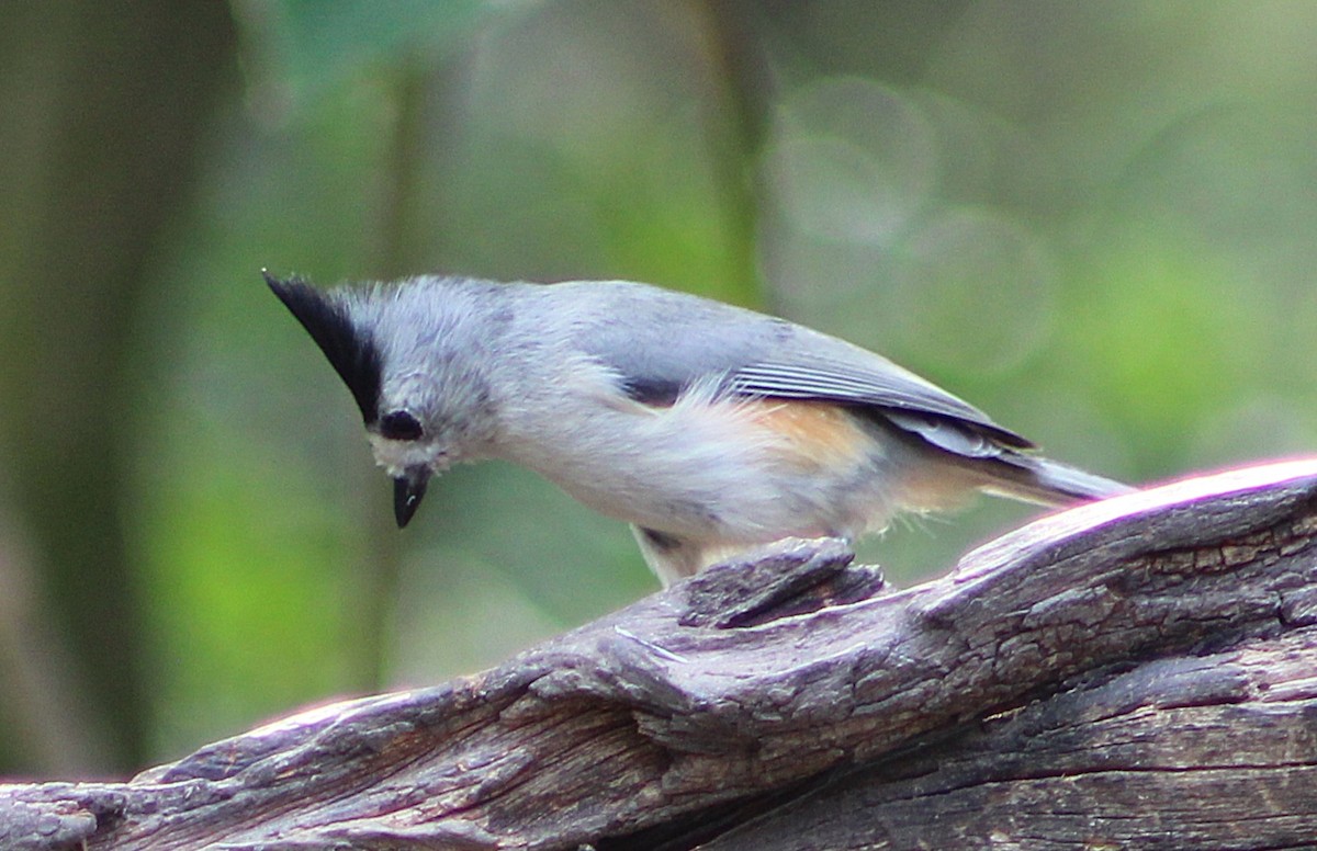 Black-crested Titmouse - ML646457494
